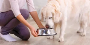 How to Feed Your Dog in a Proper Manner.