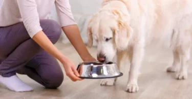 How to Feed Your Dog in a Proper Manner.